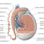 Epididymis