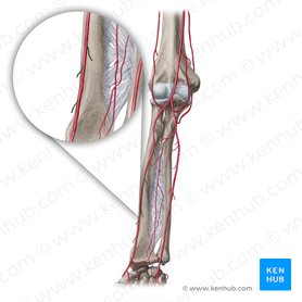 Ramos musculares da artéria radial (Rami musculares arteriae radialis); Imagem: Yousun Koh