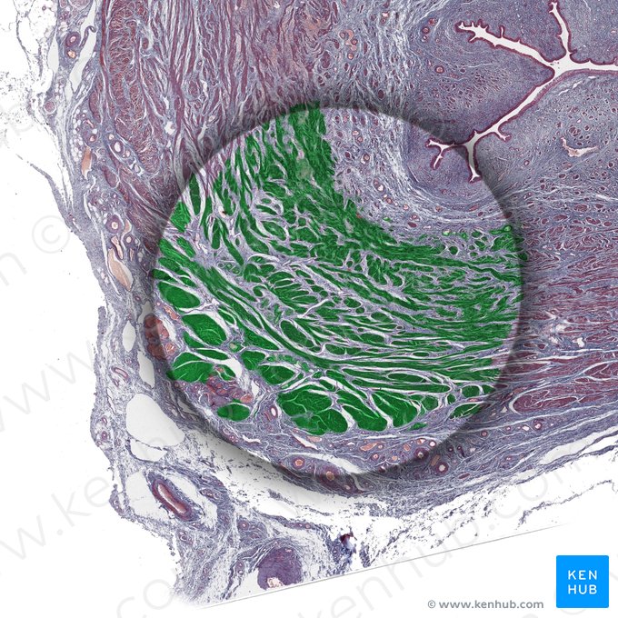 Capa muscular (Tunica muscularis); Imagen: 