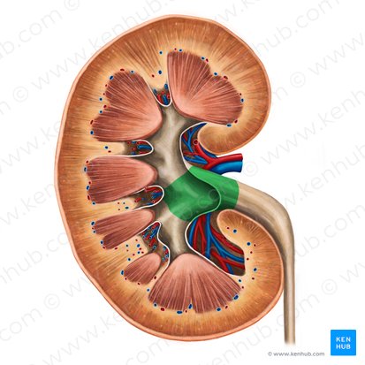 Pelvis renal (Pelvis renalis); Imagen: Irina Münstermann