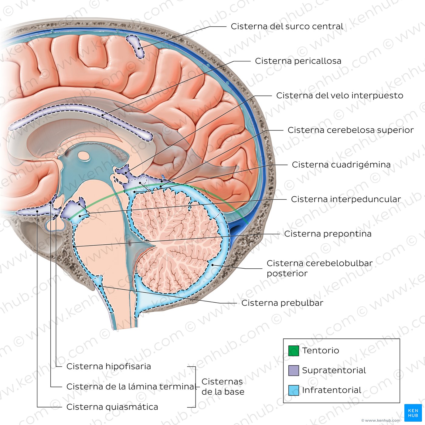 Cisternas subaracnoideas del encéfalo (corte sagital)