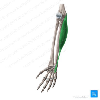 Músculo flexor ulnar do carpo (Musculus flexor carpi ulnaris); Imagem: Yousun Koh
