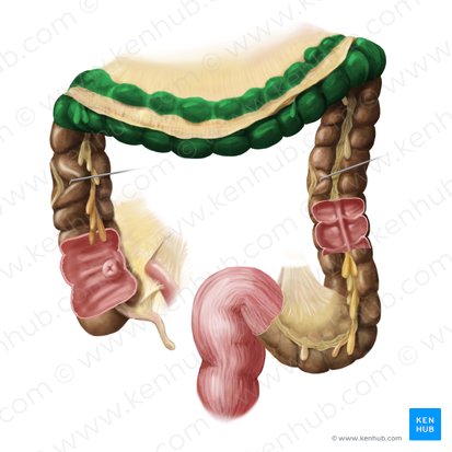 Cólon transverso (Colon transversum); Imagem: Begoña Rodriguez