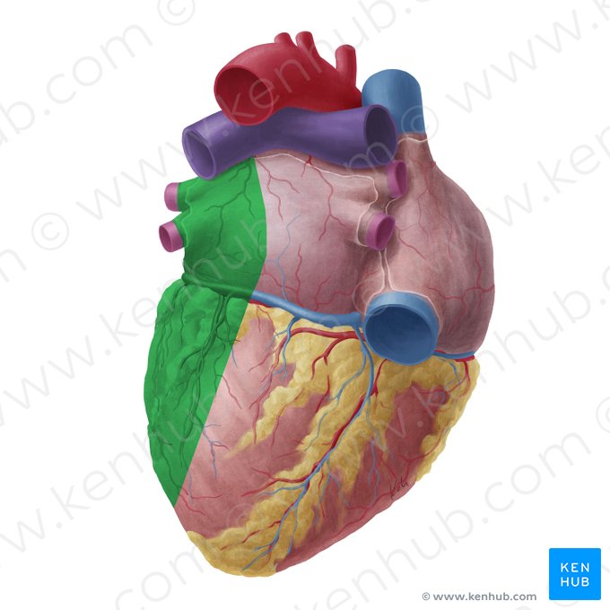 Left surface of heart (Facies sinistra cordis); Image: Yousun Koh