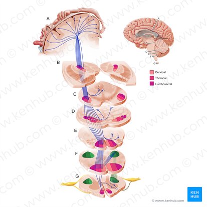 Tracto corticoespinal lateral (Tractus corticospinalis lateralis); Imagen: Paul Kim