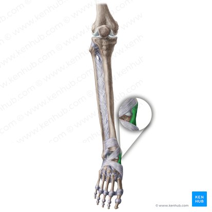 Medial collateral ligament of ankle joint (Ligamentum collaterale mediale tali); Image: Liene Znotina