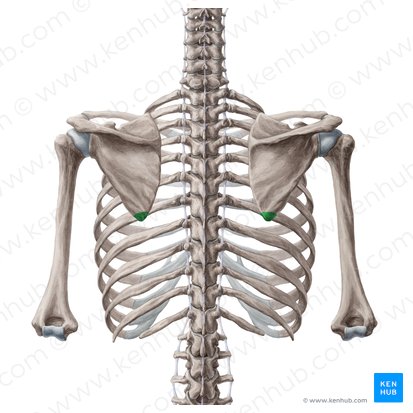 Ângulo inferior da escápula (Angulus inferior scapulae); Imagem: Yousun Koh