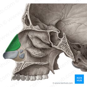 Cartilagem nasal lateral (Cartilago nasi lateralis); Imagem: Yousun Koh