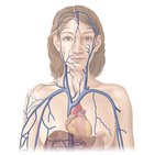 Veins of the thorax