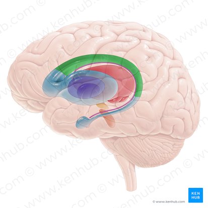 Cuerpo del núcleo caudado (Corpus nuclei caudati); Imagen: Paul Kim