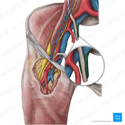 Internal iliac vein (Vena iliaca interna); Image: Hannah Ely