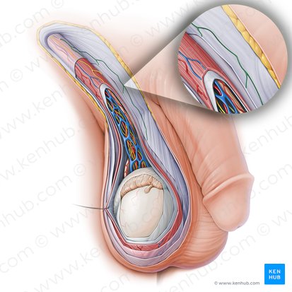 Ramo escrotal anterior del nervio ilioinguinal (Ramus scrotalis anterior nervi ilioinguinalis); Imagen: Paul Kim