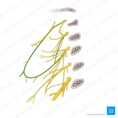 Ramo para el músculo esternotiroideo del plexo cervical (Ramus sternothyroideus ansae cervicalis); Imagen: Paul Kim