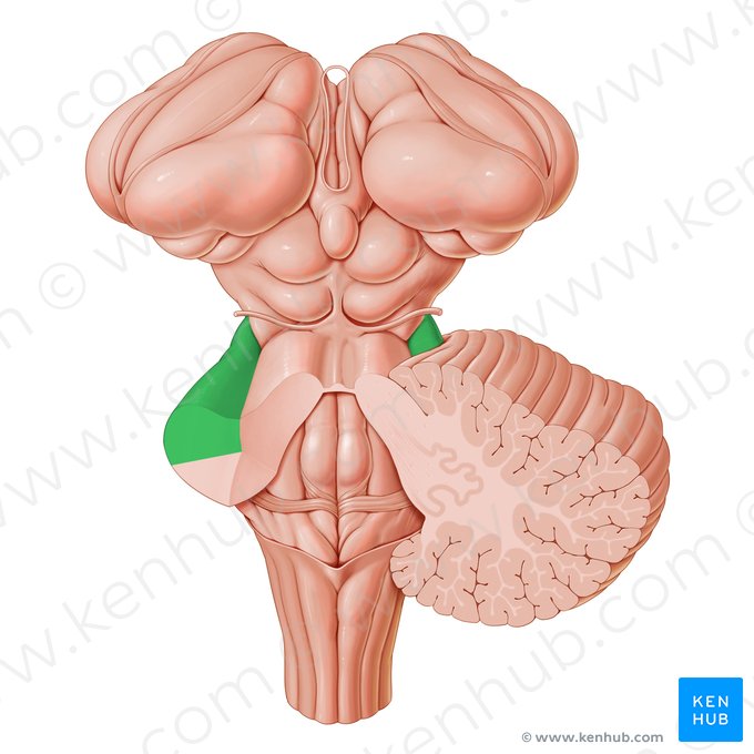 Pédoncule cérébelleux moyen (Pedunculus cerebellaris medius); Image : Paul Kim