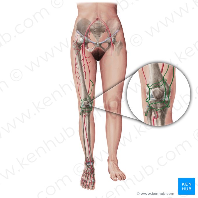 Arterias de la rodilla (Arteriae geniculares); Imagen: Paul Kim