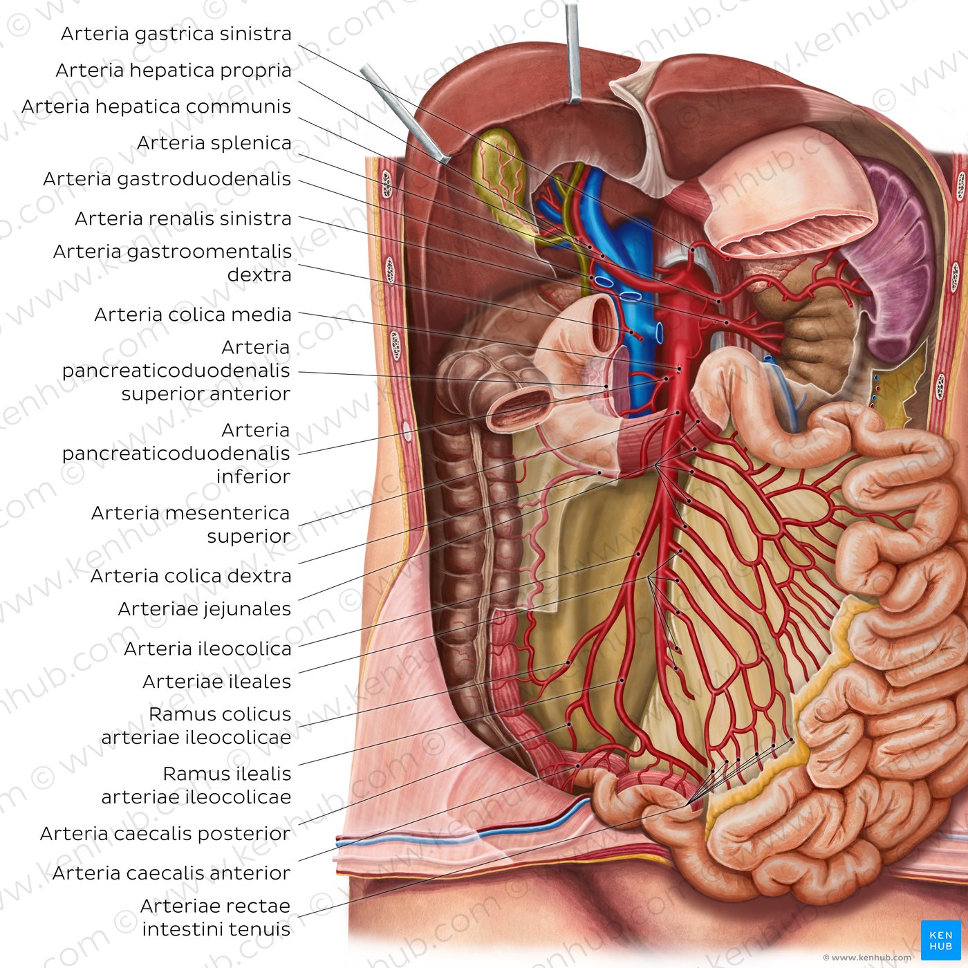 Arterien des Dünndarms