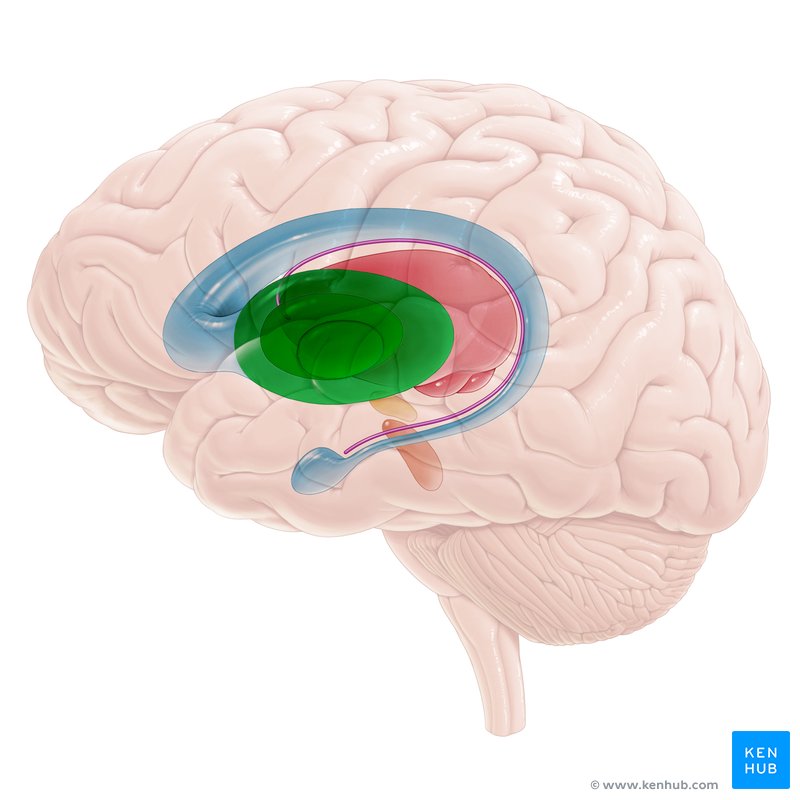 Lentiform nucleus (Nucleus lentiformis)