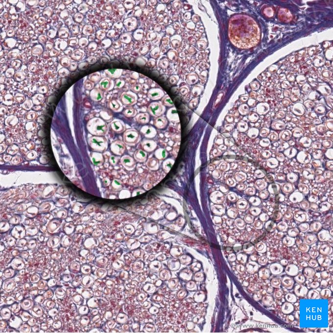 Axone/fibre nerveuse myélinisé périphérique (Axon myelinatum periphericum); Image : 