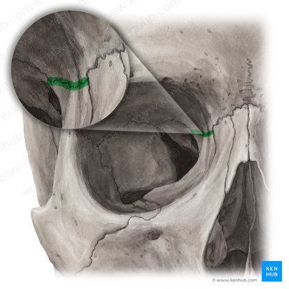 Frontoethmoidal suture (Sutura frontoethmoidea); Image: Yousun Koh