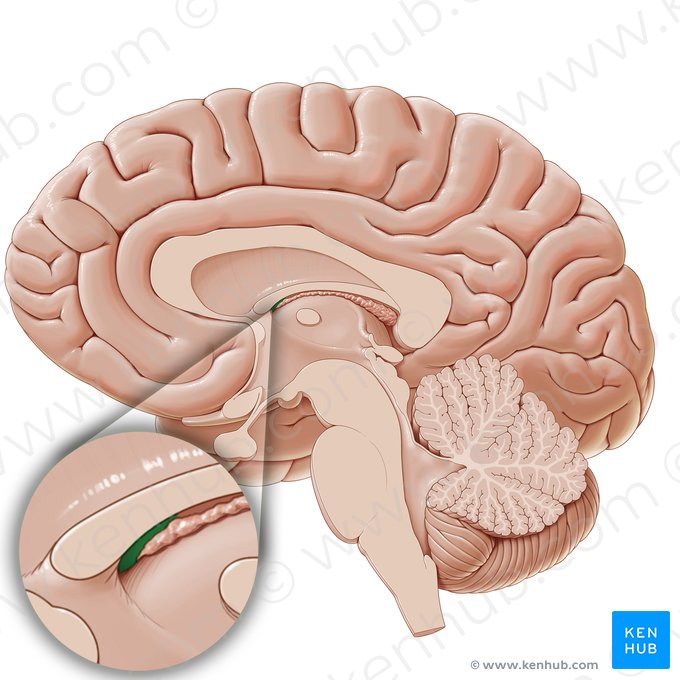 Organum subfornicale (Subfornikalorgan); Bild: Paul Kim