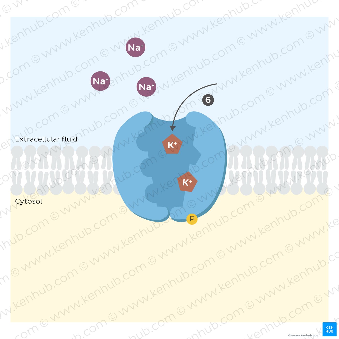 Sodium potassium pump: binding of potassium ions
