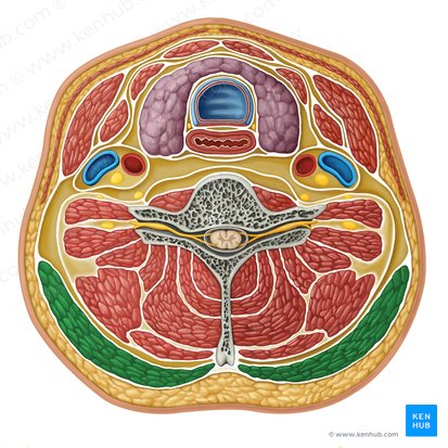 Trapezius muscle (Musculus trapezius); Image: Irina Münstermann