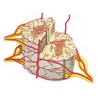 Blood vessels of the spinal cord