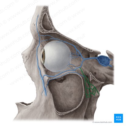 Plexus venosus pterygoideus (Flügelgeflecht); Bild: Yousun Koh