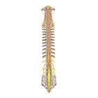Rückenmark und Spinalnerven
