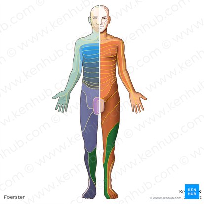 L4 dermatome (Dermatoma L4); Image: Irina Münstermann