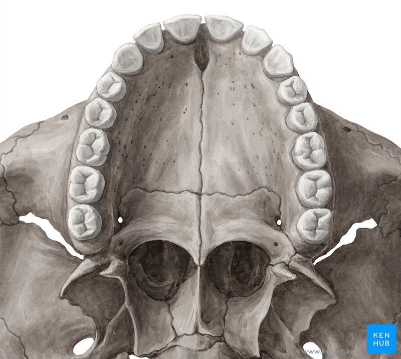 Tooth anatomy Names, types, structure, arteries, nerves Kenhub