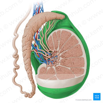 Tunica vaginalis testis (Scheidenhaut des Hodens); Bild: Paul Kim