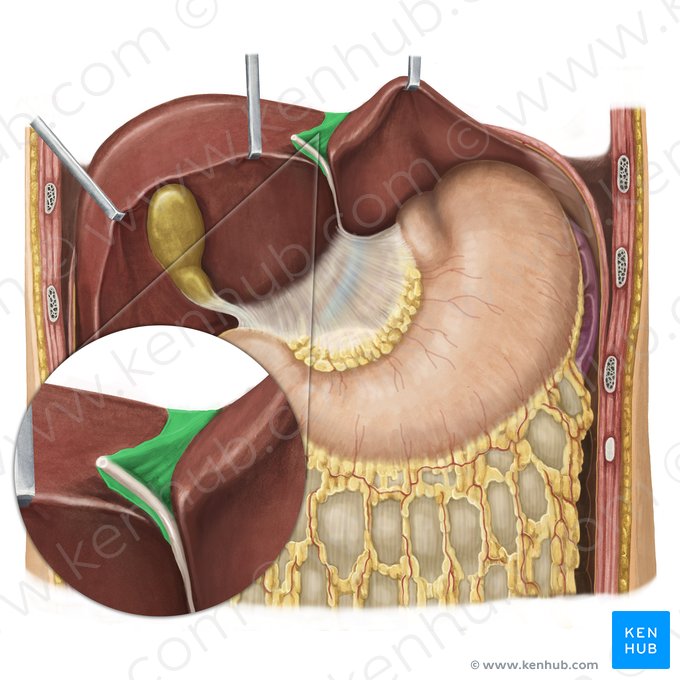 Ligament falciforme du foie (Ligamentum falciforme hepatis); Image : Irina Münstermann