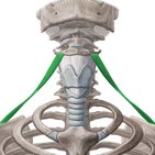 Omohyoid muscle