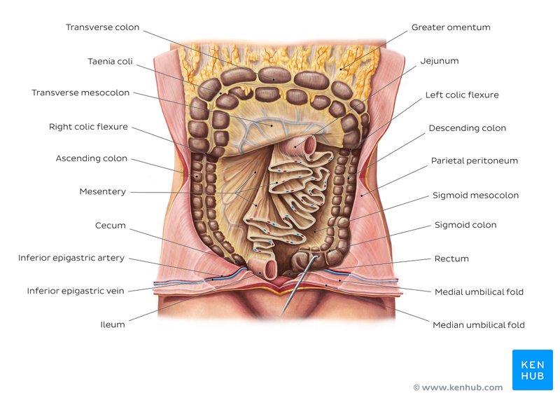 Peritoneum and peritoneal cavity Anatomy and function Kenhub