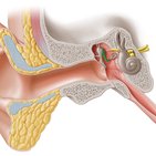 Amboss (Incus)