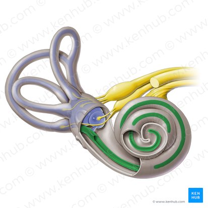 Conducto coclear (Ductus cochlearis); Imagen: Paul Kim