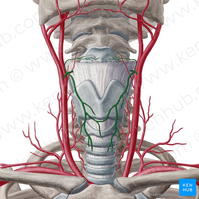 Arteria thyroidea superior (Obere Schilddrüsenarterie); Bild: Yousun Koh
