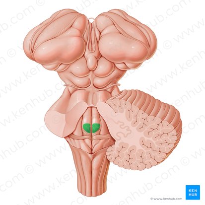 Colículo facial (Colliculus facialis); Imagen: Paul Kim