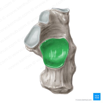 Facies articularis talaris posterior calcanei (Hintere Sprungbeingelenkfläche des Fersenbeins); Bild: Samantha Zimmerman