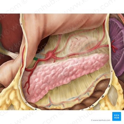 Proper hepatic artery (Arteria hepatica propria); Image: Esther Gollan