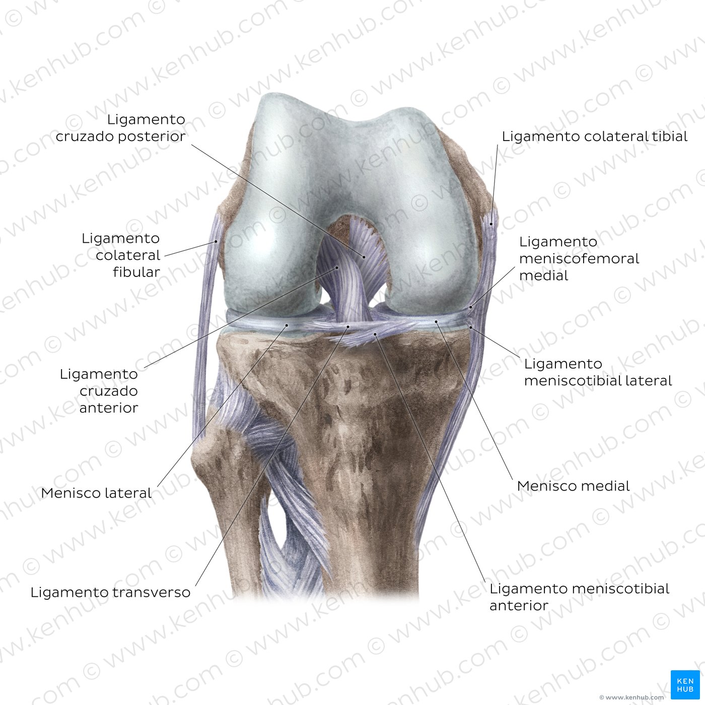 Articulación de la rodilla: Ligamentos intracapsulares y meniscos (vista anterior)