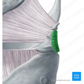 Músculo aritenóideo transverso (Musculus arytenoideus transversus); Imagem: Yousun Koh