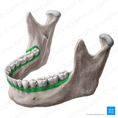 Porción alveolar de la mandíbula (Pars alveolaris mandibulae); Imagen: Yousun Koh