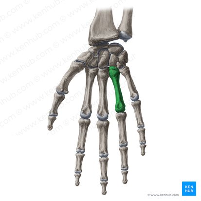 4th metacarpal bone (Os metacarpi 4); Image: Yousun Koh