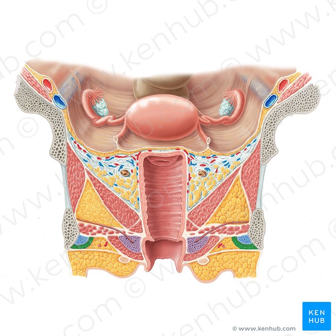 Ischiocavernosus muscle (female) (Musculus ischiocavernosus (femininus)); Image: Samantha Zimmerman