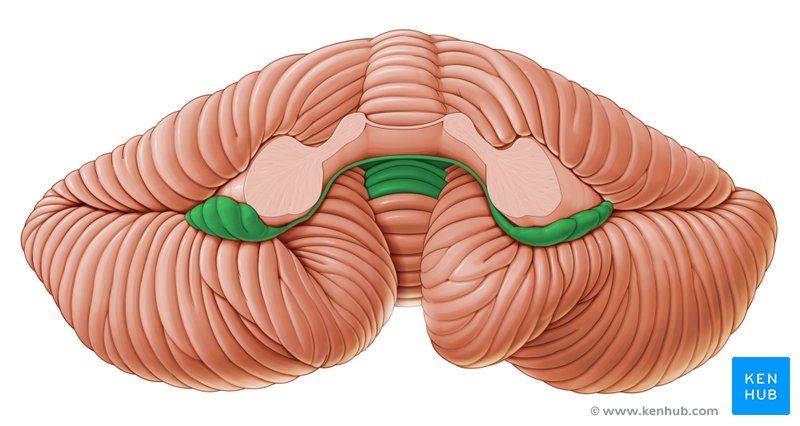 Flocculonodular Lobe - anterior view