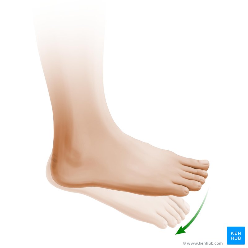 Plantar flexion of foot (lateral-right view)