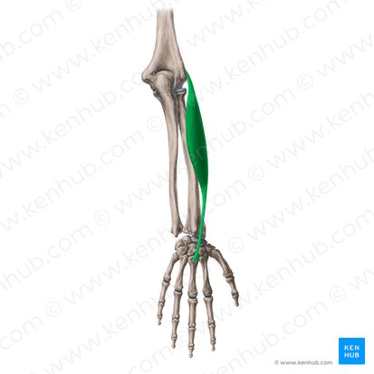 Extensor carpi radialis brevis muscle (Musculus extensor carpi radialis brevis); Image: Yousun Koh