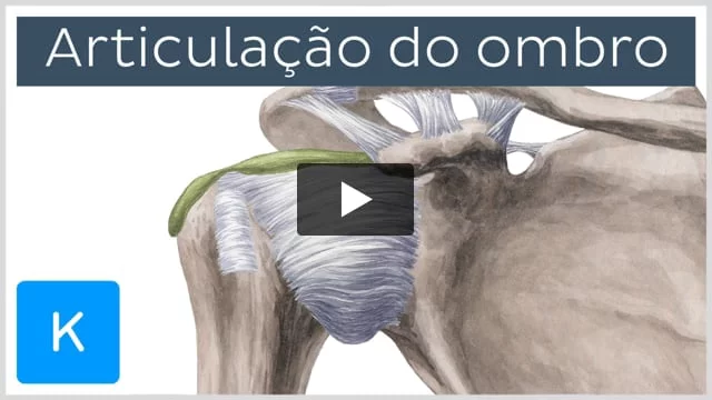 Anatomia do Ombro